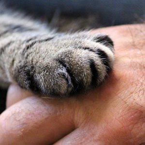 cats-paw-1375792_1920