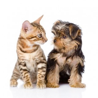 cute cats and dogs together