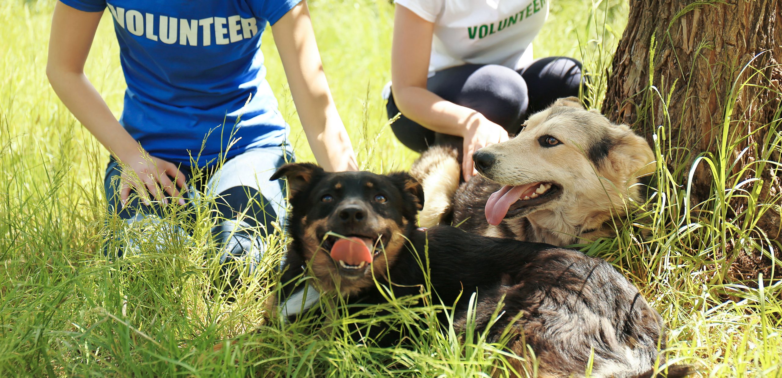 Volunteer With Us - The Humane Society of Bay County